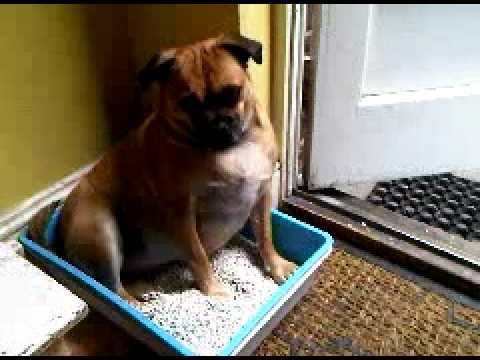 JUG (Jack Russell cross Pug) Litter training Fail