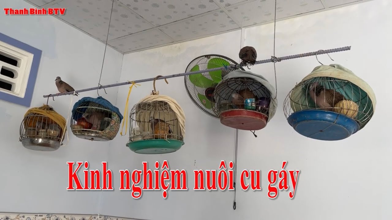 Kinh nghiệm nuôi cu gáy