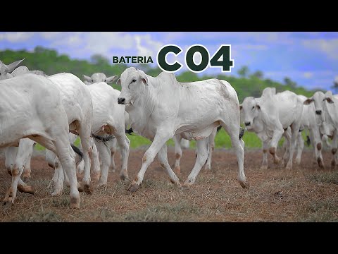 BATERIA C04