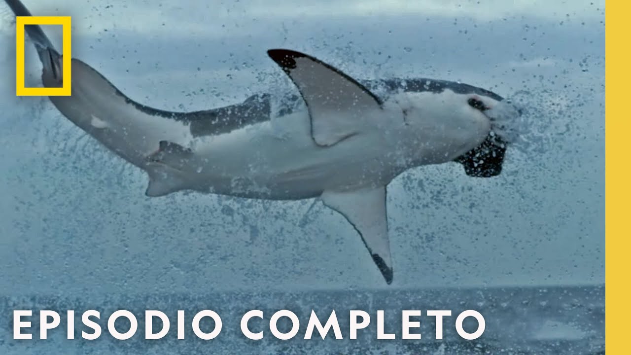 Tiburones contra Depredadores: ¿Quién ganará? | Nat Geo en Español