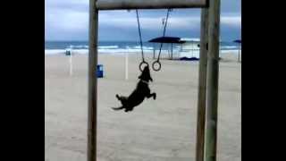 Perro gimnasta (Dog Loves Gymnastic Rings - ORIGINAL)