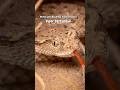 Hewan Yang Bisa Bertahan Hidup Di Gurun Sahara Viper Bertanduk Hewan Yang Bisa Bertahan Hidup Di Gurun Sahara Viper Bertanduk