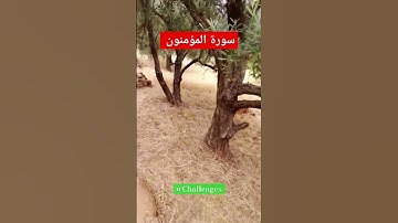 سورة المؤمنون #explore #music #cover #religion #youtube #اكسبلور #subscribe #لايك #دويتو