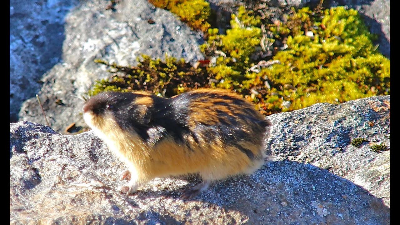 Høst i Strynefjell: Denne bør du se (20 år gammel, men ubeskrivelig flott natur.)