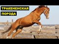 Лошади Тракенены разведение и особенности породы | Коневодство | Тракененская порода лошадей