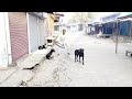 Dog pranker new  prank dog comedy parnkarif ansari fun comedy