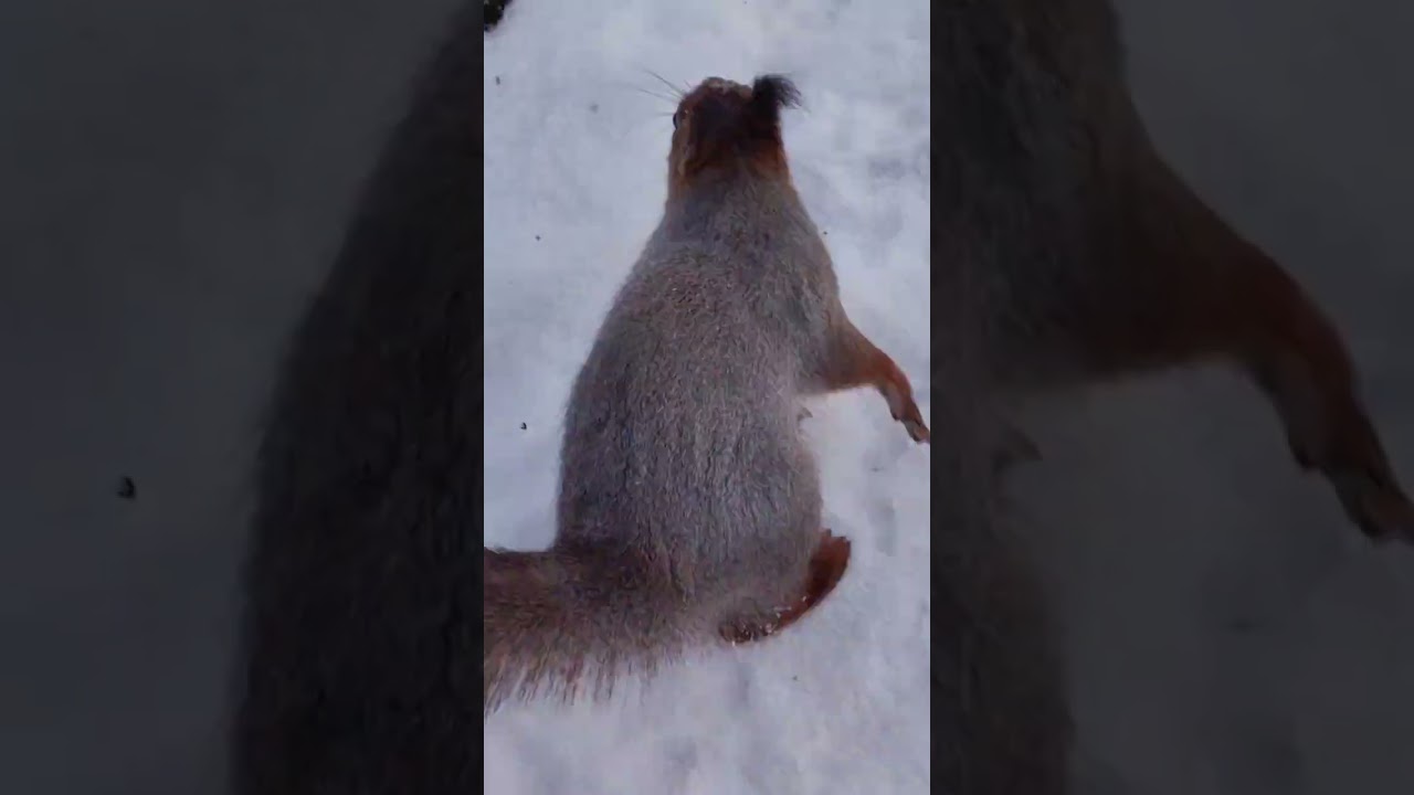 Winter Nature 2025 Squirrel X #squirrel #shorts #nature