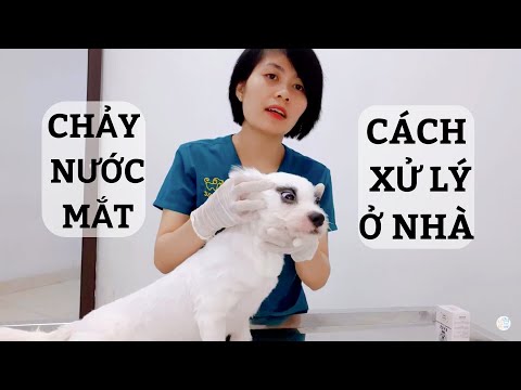 Video: Bạn Có Cần Một Loại Thuốc Gội đầu Cho Chó Không?