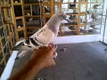 turkish takla pigeon 6- abdulla alhoti