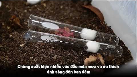 Kinh hãi độc tố kiến ba khoang mạnh gấp 12 - 15 lần nọc rắn hổ mang