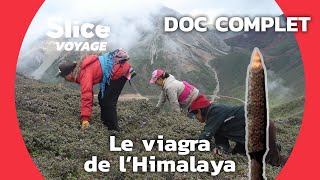 Cette chenille-champignon tibétaine qui vaut plus chère que l’or ! | SLICE VOYAGE | DOC COMPLET