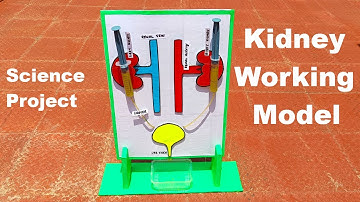 kidney working model using syringes and cardboard color paper  - diy - diypandit | DIY pandit