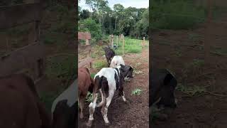 Hora do Semi Confinamento! Bezerros Soltos 🐄🔥