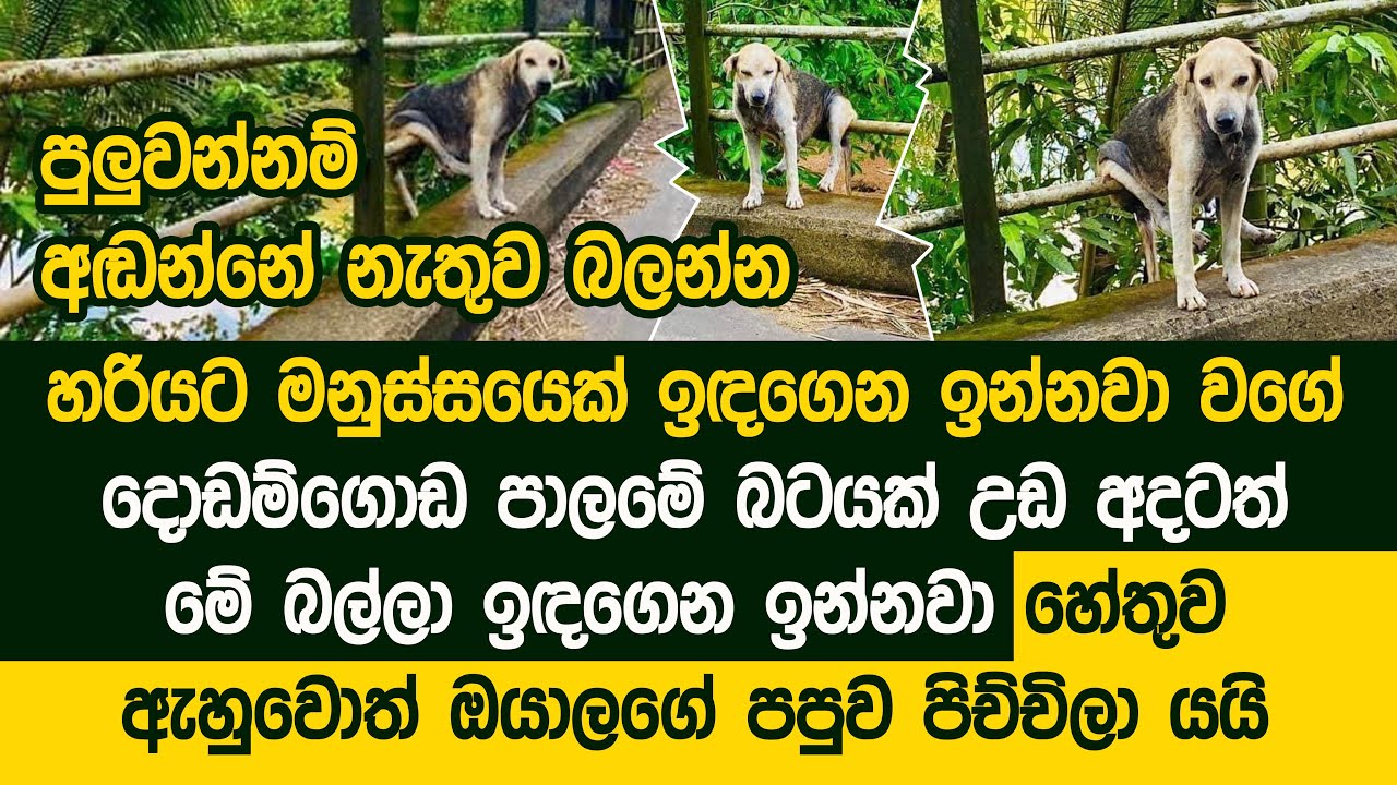 පැය 24ම ගාල්ල දොඩම්ගොඩ පාලමේ බටයක් උඩට වෙලා ඉඳගෙන ඉන්න බල්ලා l Galle   Dog Story