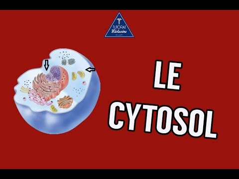 Vidéo: Que contient le cytosol ?