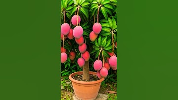 🌿Grow Mango Tree Faster with This Proven Method for Beginners! #mango #fruittree #viral #trending