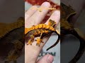Any Halloween fans out there? #crestedgeckos #eyelashgecko