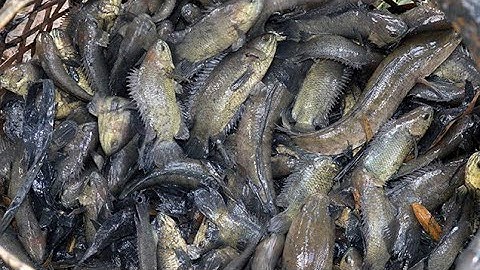 Bắt cá cạn mùa khô miền tây tát mương ruộng p2 /Catching fish in the dry season | Linh Đức Huệ Vlog