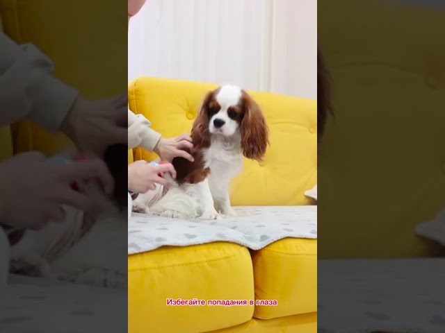 Сухой шампунь для животных