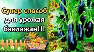 Желтые Листья На Баклажанах? Причины И Простые Способы Лечения.