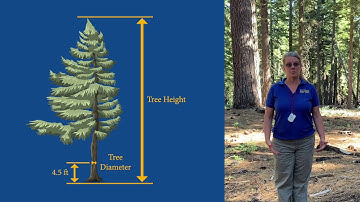 Using a clinometer to measure tree height