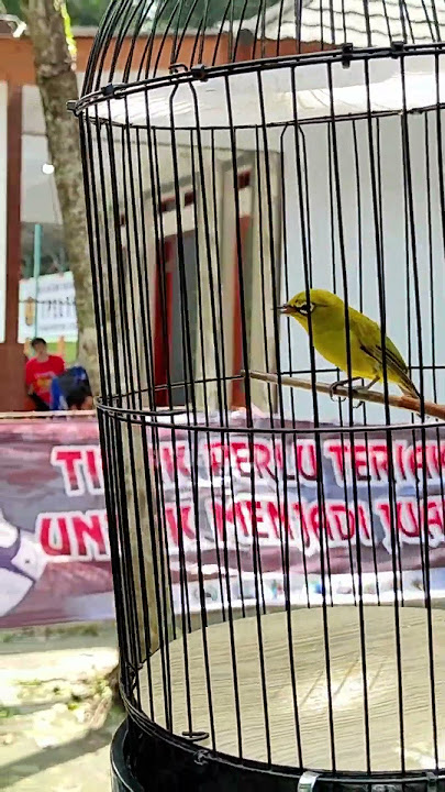 Pleci Juara Nasional