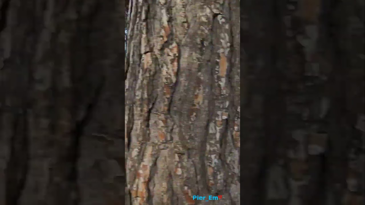 Walking Walking Tour in Cap D'Antibes, France - Sea and City sounds - n3 法国