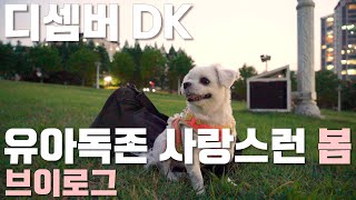 디셈버 DK 브이로그 3 봄이와 함께 수원 야외음악당