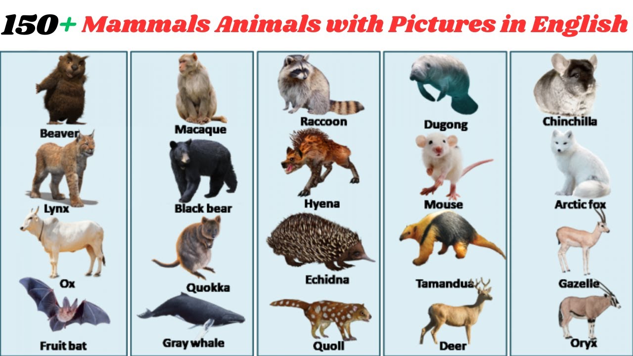 150+ Mammals Animals Names with Pictures in English | 150 Mammals ...