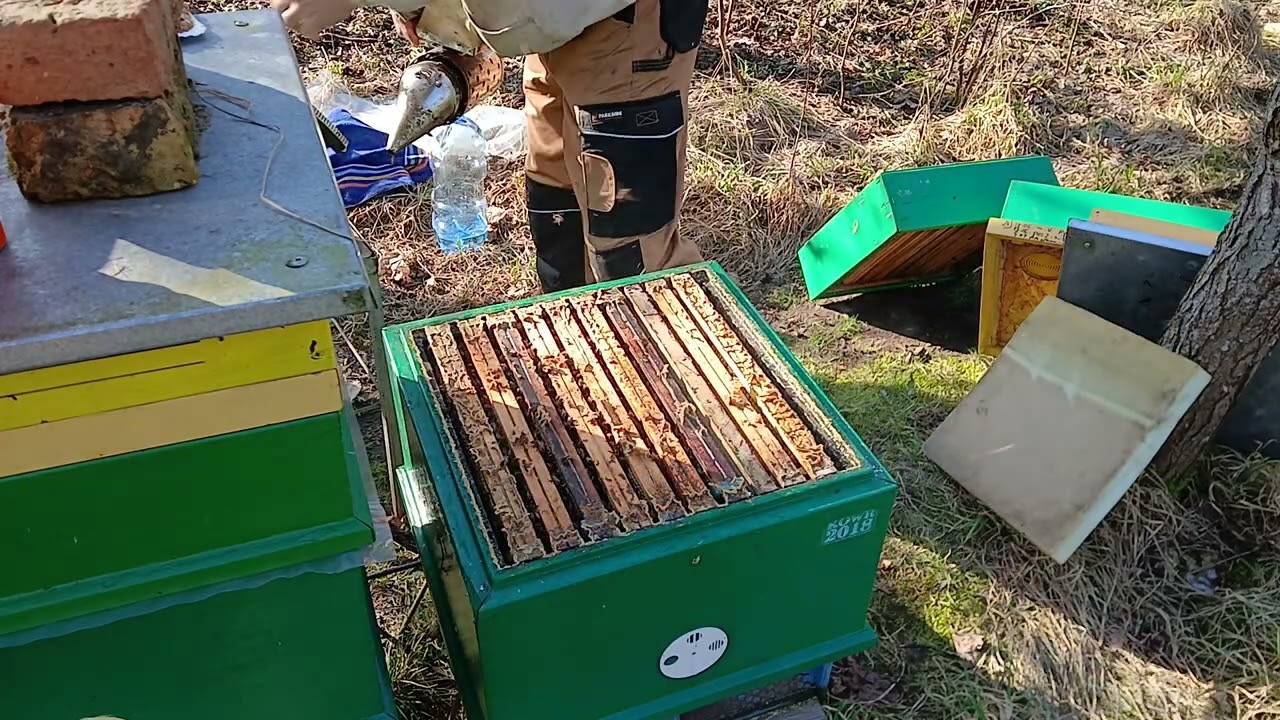 Pobudzanie rodzin pszczelich do wiosennego rozwoju. 08.03.2025