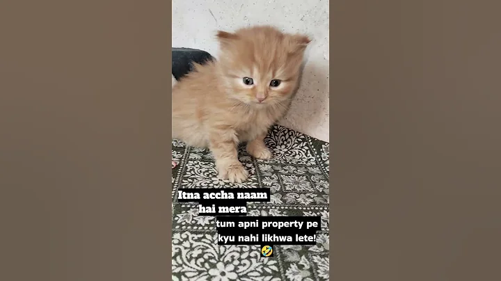 Video 6542461: persiancat cat cutecat kitten, persiancat cats funny cutecat, persiancat cat kitten cute, kitten animals persiancat