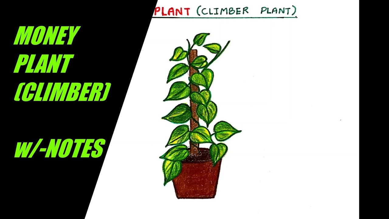 Money Plant | DesiPainters.com