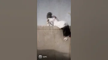 عقلك قايلك تسرحبي بس عقلك غلطان دبكه 