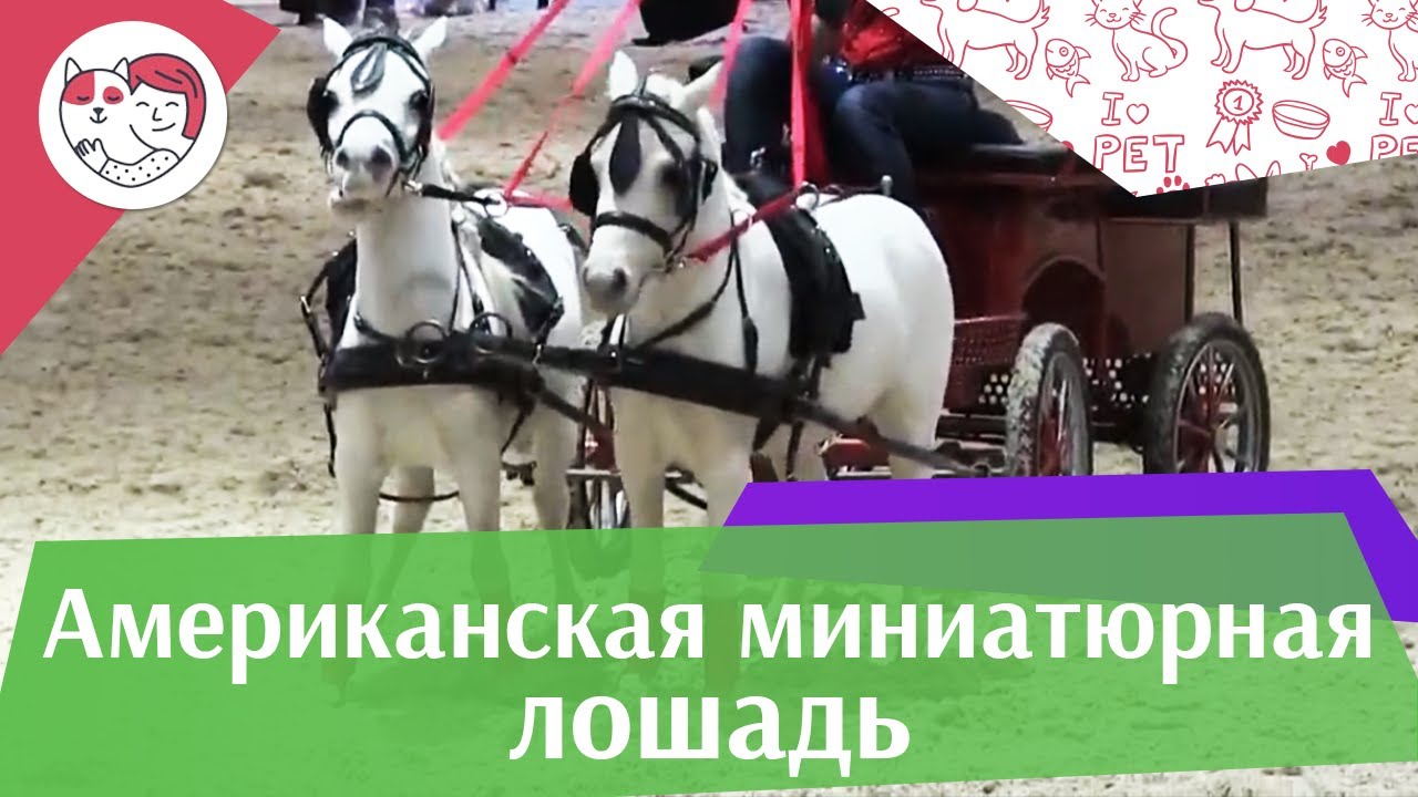 питомцы кукол лол Американские миниатюрные лошади ЭКВИРОС 2016 на ilikepet