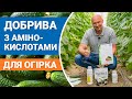 Добрива з аміноскислотами для огірка. Які обрати та як застосовувати?