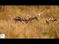 Wild dogs with impala kill in front of Adonsonia Lodge