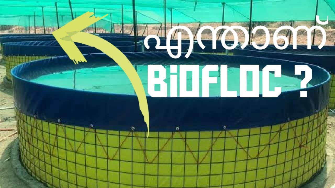 ഏന്താണ് Biofloc Fish Farming ? Make profit through biofloc fish farming