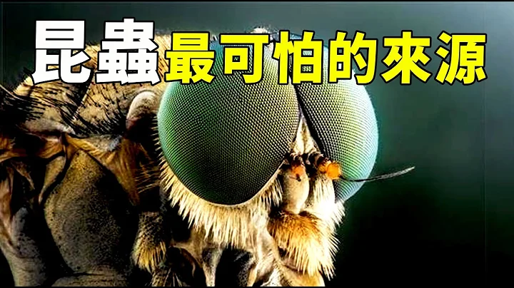 昆虫并非地球本土生物！科学家发现它们全身黑科技、4亿年不进化，诡异来源让人后背发凉！| 脑补大轰炸 - 天天要闻