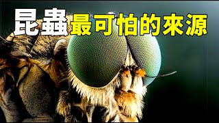 昆蟲並非地球本土生物科學家發現它們全身黑科技、4億年不進化詭異來源讓人後背發涼| 腦補大轟炸