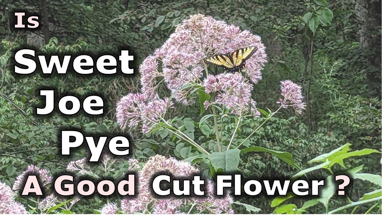 Is Eutrochium purpureum (Sweet Joe Pye) a Good Cut Flower?