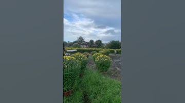 Hoa Cúc Đại Đóa Tết 2025 Ninh Hòa Khánh Hòa D1M2 1M 85 60 Mặt Hoa Tổng Hợp Năm 2022 #shorts