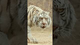 Wow amazing animal transformation تحول النمر من الصغر الى الكبر #shorts