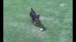 Rebellious Patterdale Terrier