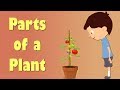 Parts of a Plant | #aumsum #kids #science #education #children
