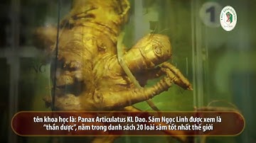 SÂM NGỌC LINH LỚN NHẤT THẾ GIỚI - KỶ LỤC GUINESS XÁC NHẬN