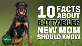 10 Important Facts about Rottweiler Every New Mom Should Know