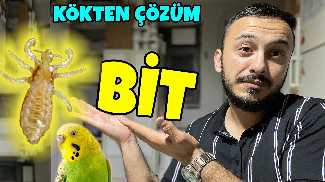 KOMPLE BİTLENEN KÜMESİ NASIL KURTARDIK ? #muhabbetkuşu