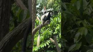 Download Lagu #babifreitas #singapore MP3