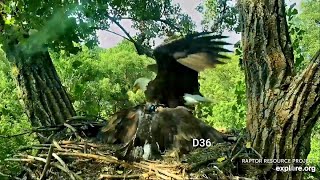 Decorah Eagles- D36 Does A Fly By Around Nest To Get Fish