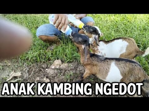 anak kambing lagi ngedot